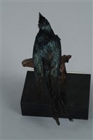 小卷尾藏品圖，第13張